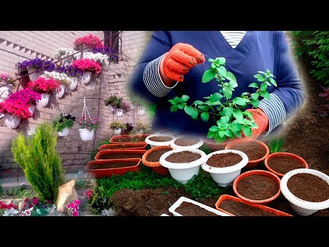 Видео: "МЕТОДИЧКА" УСПЕШНОЙ ПЕРЕСАДКИ АМПЕЛЬНОЙ ПЕТУНИИ В 2019🌺