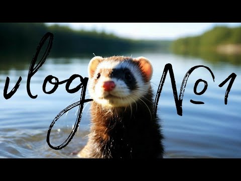 Видео: влог с хорьком / влог / один день из жизни   / мой день