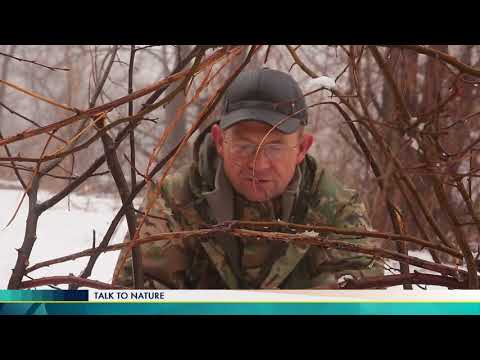Видео: Talk to nature №1. Самые полезные птицы садов