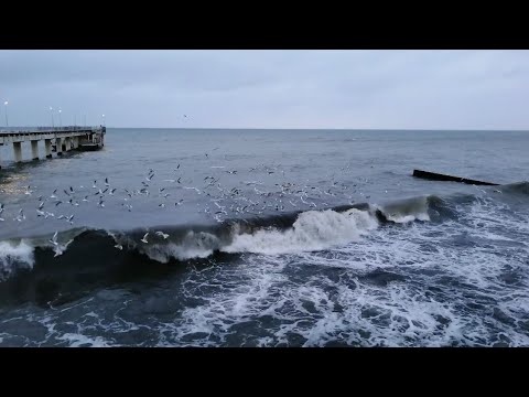 Видео: Зеленоградск - город праздник.#недалекиепутешествия