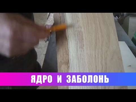 Видео: Ядро и заболонь