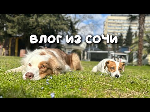 Видео: ВЛОГ С ПРОГУЛКИ В СОЧИ