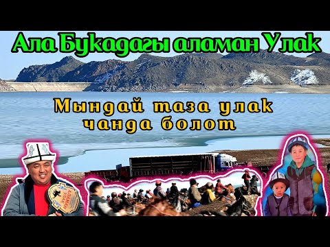 Видео: Замирдин улагы жылдын таза улагы болду/ Ала Бука району Өрүктү айылы 28-02-23 (1- бөлүм)