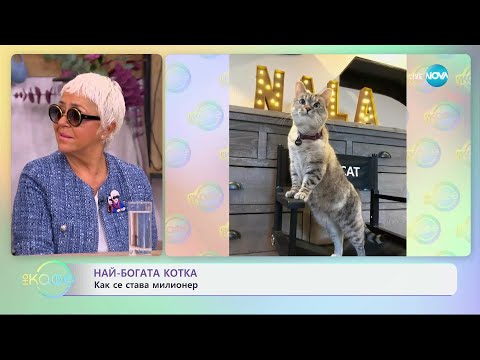 Видео: Най-богата котка - как се става милионер - „На кафе“ (20.09.2024)