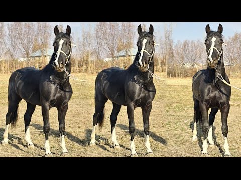 Видео: Чекчейген Беш Кашка Тай Ноокатта👍