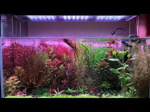 Видео: Как правильно запустить аквариум с живыми растениями. #аквариум #aquascape #dutchstyle #травник