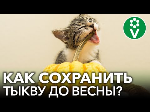 Видео: КАК СОХРАНИТЬ ТЫКВУ ДО ВЕСНЫ? Раскрываем секреты длительного хранения тыквы в домашних условиях