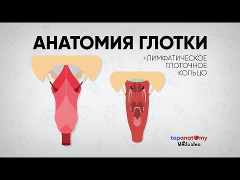 Видео: Глотка. Лимфатическое глоточное кольцо