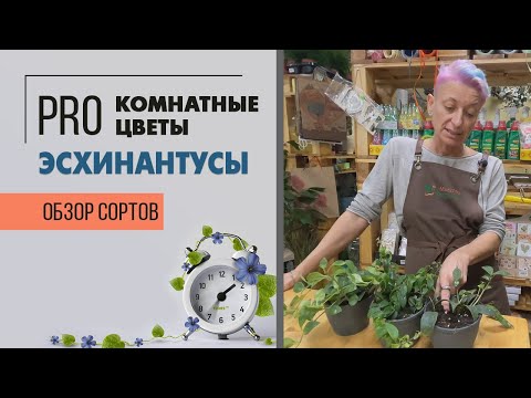 Видео: Комнатные растения эсхинантусы. Интересные ампельные цветущие комнатные растения