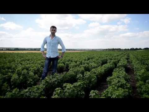 Видео: Яскрава Клумба | Презентация нашего питомника саженцев