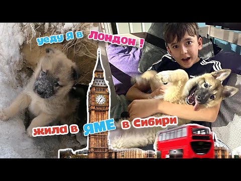 Видео: Щенок со свалки уехал в Лондон. Необыкновенная история.