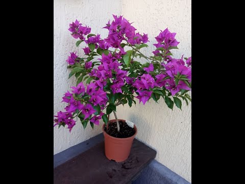 Видео: Реанимированная Бугенвиллея через 7 месяцев