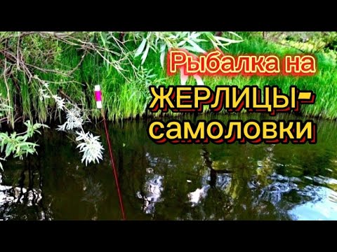 Видео: Рыбалка на ЖЕРЛИЦЫ-САМОЛОВКИ. Ставил на ночь. Размер рыбы удивляет