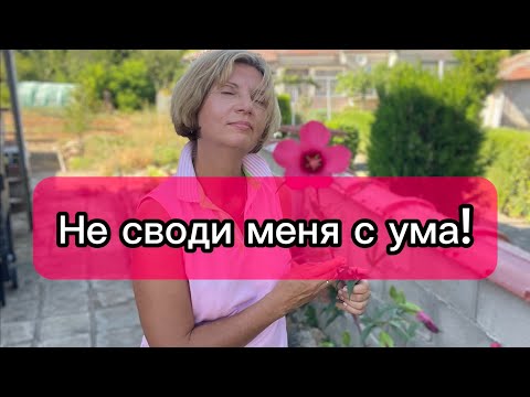Видео: Болгария. Эмиграция. Толерантность или оно мне надо?
