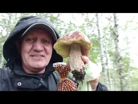 Видео: Пошёл за хлебом, набрал грибочки 🍄‍🟫🍄‍🟫🍓🍓