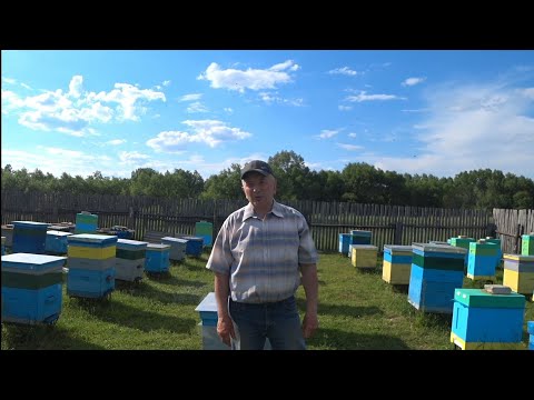 Видео: ПАСЕКА ЗАВОДЧИКА БАКФАСТ !!!