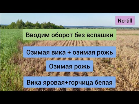 Видео: Сеем без вспашки. Вводим в оборот земли через рожь и вику.