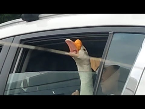 Видео: Смена 19.08.25 Давно столько не работал! 12 часов на линии! Какие ошибки! Заработок в Яндекс такси 🚕