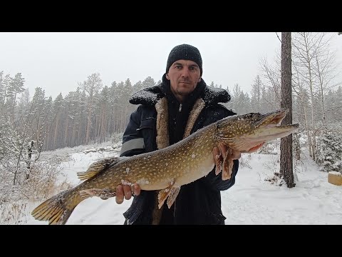 Видео: Щука на жерлицу. Первый лёд. Богучаны.