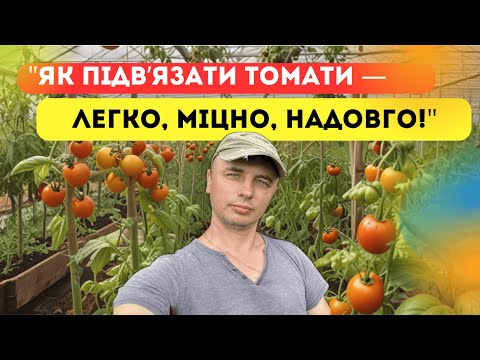 Видео: Як просто підвʼязати томати .ТОП - 4 способи для дачників!