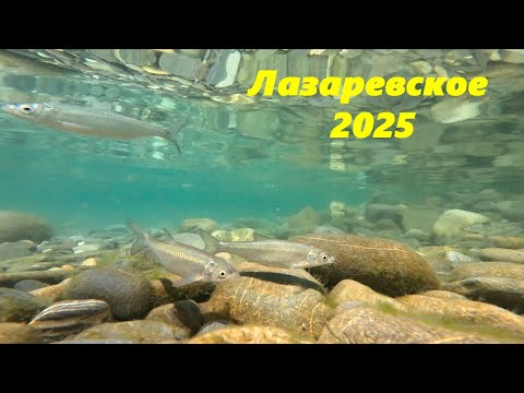 Видео: Лазаревское, рыбки  . Река Псезуапсе.