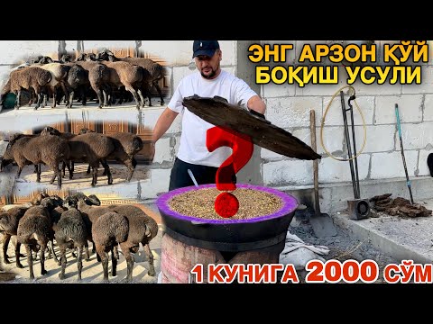 Видео: Мана Бу Усул Қўй Боқишни Энг Арзон Усули Экан #2024 #молбозор #қўй