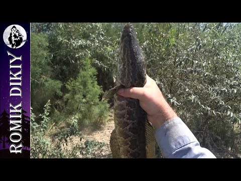 Видео: Рыбалка на р.Или. Сила ностальгии