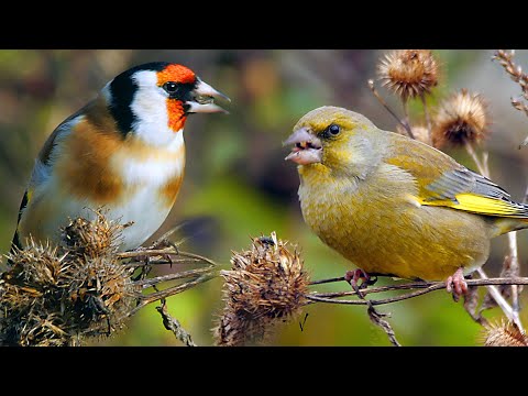 Видео: Щеглы и зеленушки осенью | Film Studio Aves