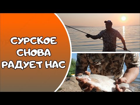 Видео: СУРСКОЕ СНОВА РАДУЕТ НАС