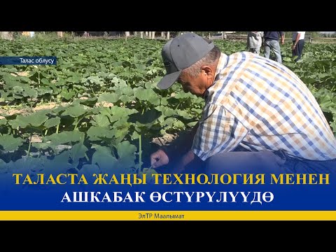 Видео: ТАЛАСТА ЖАҢЫ ТЕХНОЛОГИЯ МЕНЕН АШКАБАК ӨСТҮРҮЛҮҮДӨ