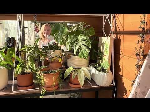 Видео: Обзор растений на стеллаже на балконе. Август 2024
