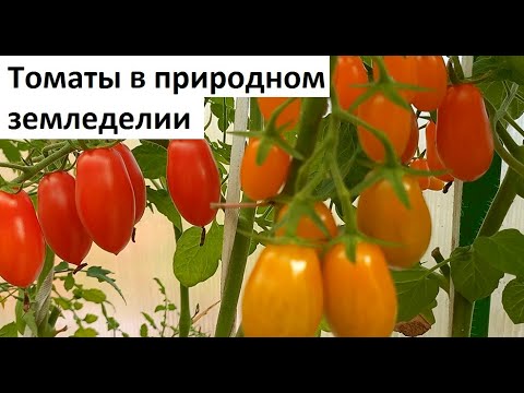 Видео: Томаты в природном земледелии.
