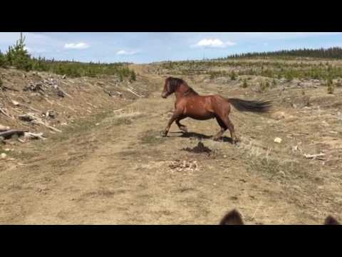 Видео: Дикие жеребцы