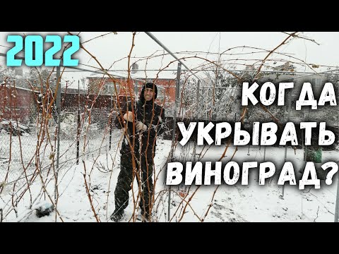 Видео: ❄️Когда укрывать виноград?🧊