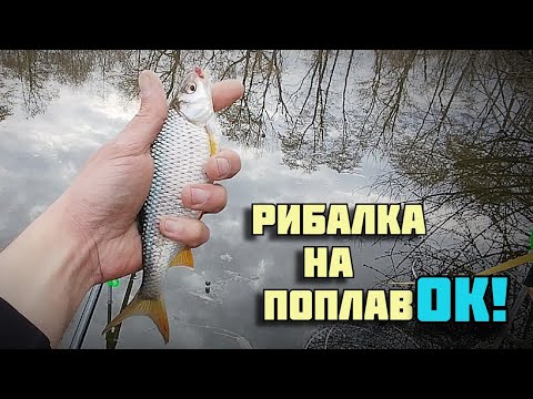 Видео: Рибалка на поплавок на Південному Бузі! Успішна тактика та робочий корм! Що вдалось зловити?