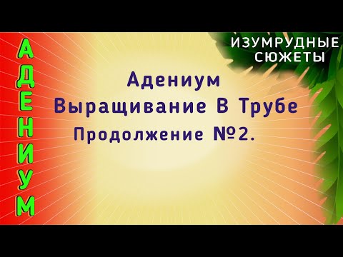 Видео: Адениум  Выращивание Адениума В Трубе.  Эксперимент С Продолжением.