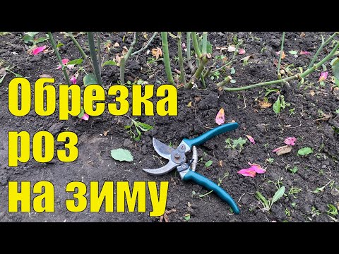 Видео: Как обрезать розы на зиму