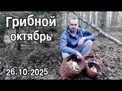 Видео: Грибной октябрь.