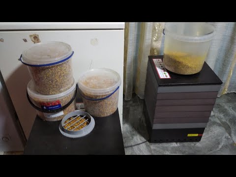 Видео: Все про пилок. Збір,сушка та зберігання пилку.