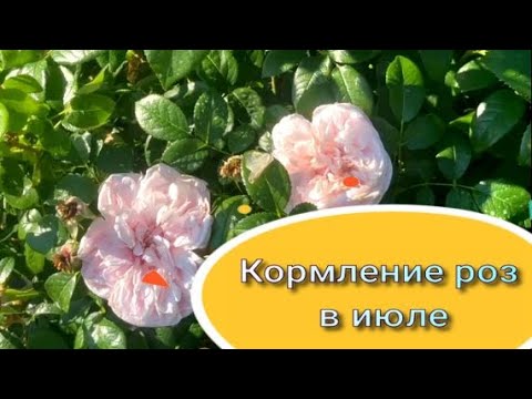 Видео: Кормление роз в июле. Питомник растений Е. Иващенко