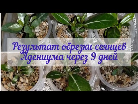 Видео: НЕВЕРОЯТНЫЙ  результат обрезки сеянцев АДЕНИУМА спястя  ВСЕГО 9 дней.