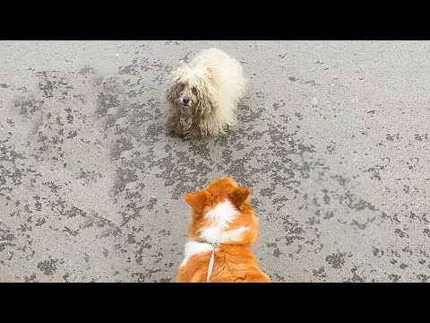 Видео: Женщина с Corgi встретила бездомную собаку на прогулке. Та держалась в стороне, завидуя ее собаке