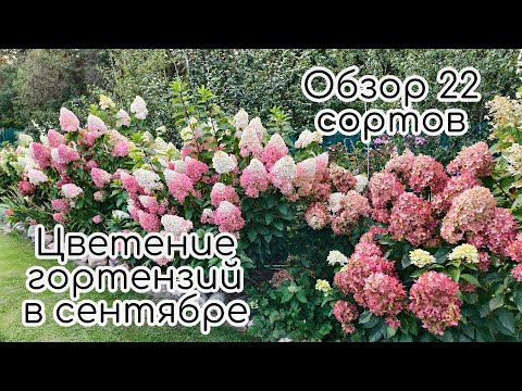 Видео: Цветение гортензий в сентябре. Обзор 22 сортов