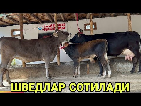 Видео: ШОМИРОДНИ БОЗОРИДА САВАЙИСКИ ШВЕД СИГИРЛАР ХУНАЖИН СОТИЛАДИ СИФАТЛАРИ АЛО SIGIRLAR 8 октября 2024 г