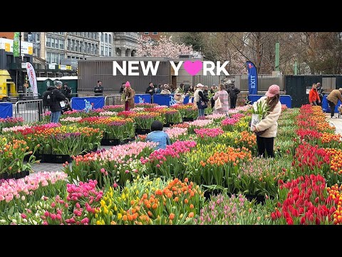 Видео: 🇺🇸Весенняя прогулка по Нью-Йорку: День тюльпанов на Юнион-сквер🌷 Цветение вишни на острове Рузвельта