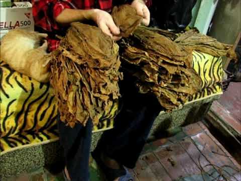 Видео: Про табак. Керчь. Уборка листа на хранение.