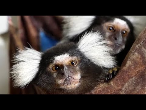 Видео: Возвращаем малыша. Примет ли мама? Caring monkey mom.