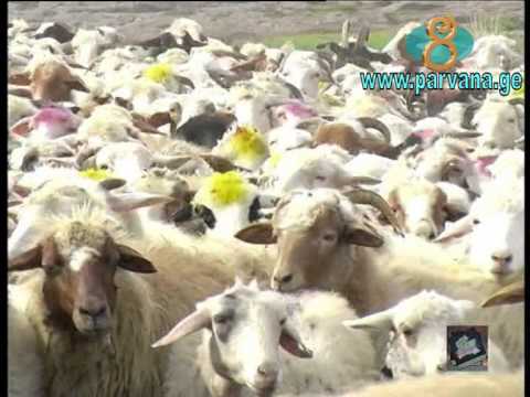 Видео: Малая Гондура