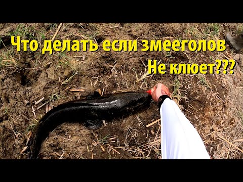 Видео: Змееголов  с характером