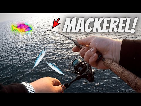 Видео: ЛУЧШАЯ ОСНАСТКА И НАЖИВКА ДЛЯ ЛОВЛИ МАКРЕЛИ (АКУЛЫ-СЮРПРИЗЫ!) РЫБАЛКА С ПАРКА